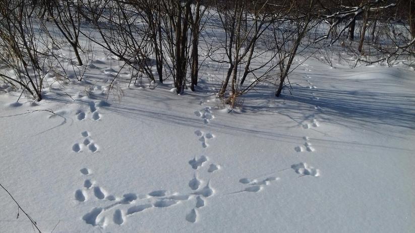 Завершаются зимние маршрутные учеты