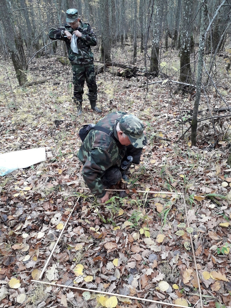 Оценка урожайности желудей дуба черешчатого Оценка урожайности желудей дуба черешчатого