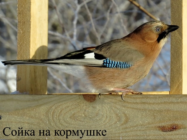 Жизнь соек