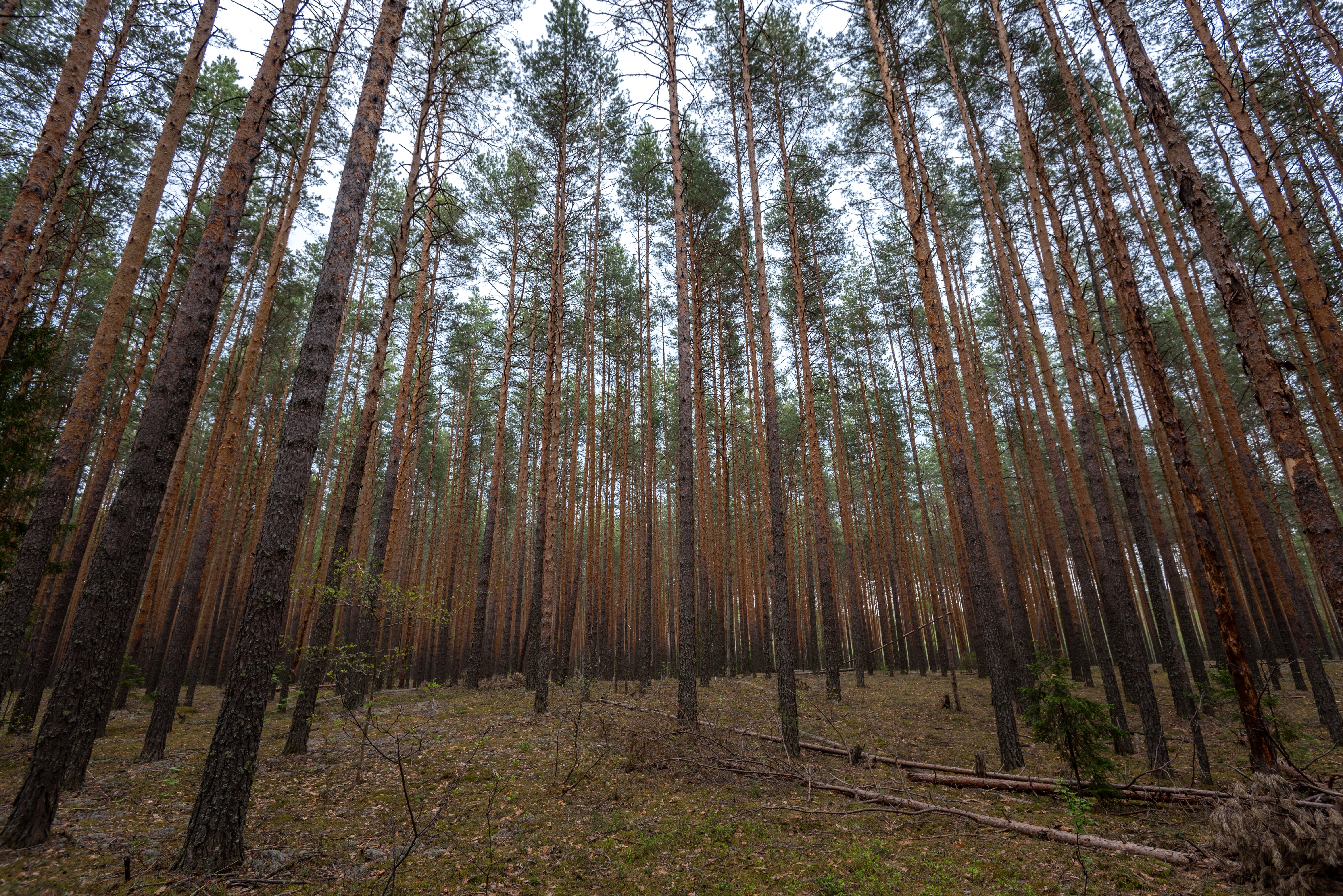 Хвойный лес и его растения Хвойный лес и его растения