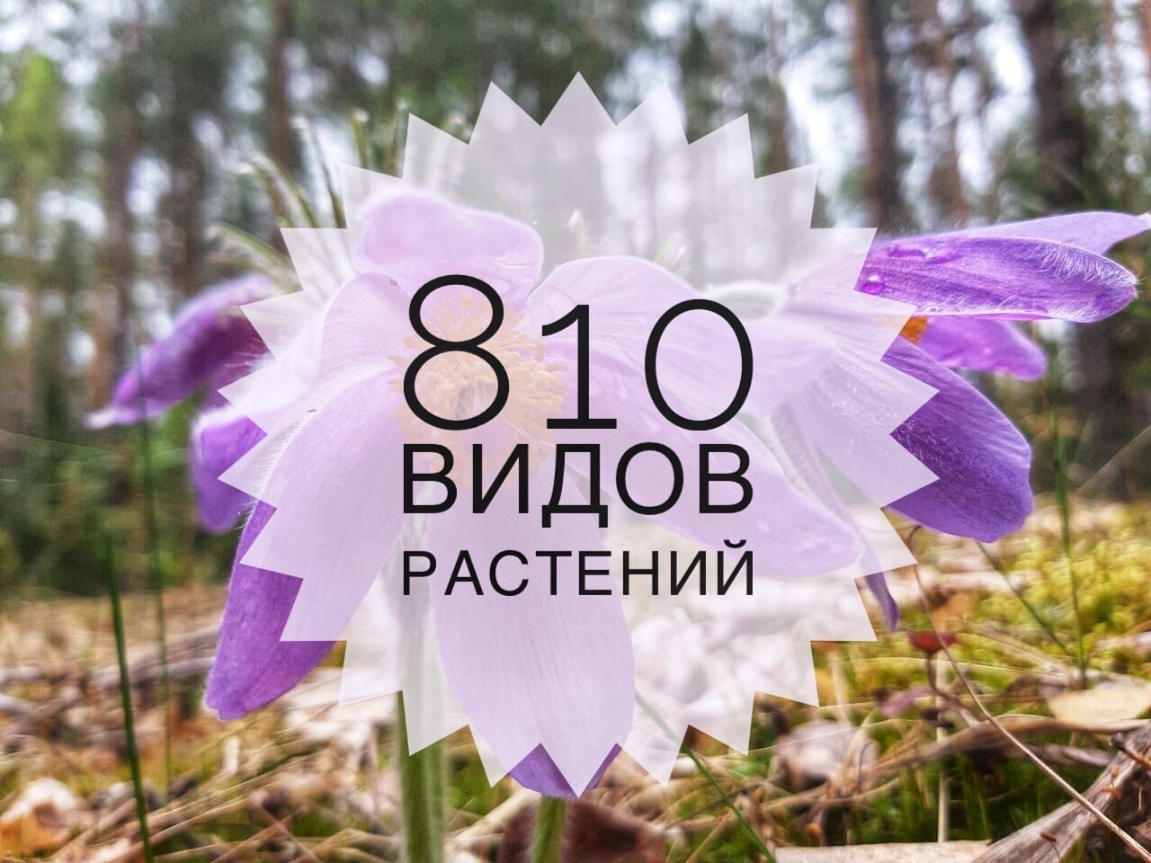 Флора заповедника "Большая Кокшага" насчитывает 810 видов высших сосудистых растений