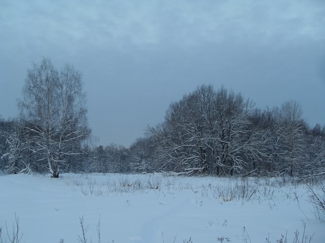 Погода декабрь