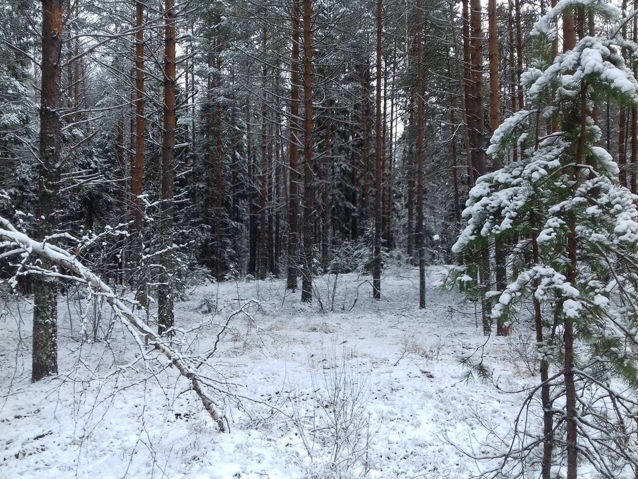 СЕЗОН ПОДКОРМКИ.