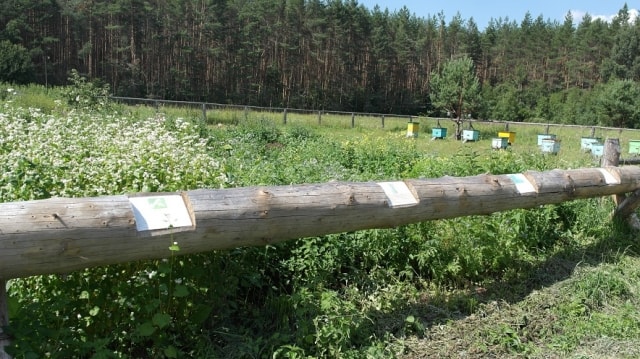 Экспозиция "Растения-медоносы"