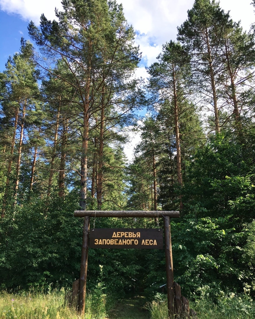 Приметы про лес