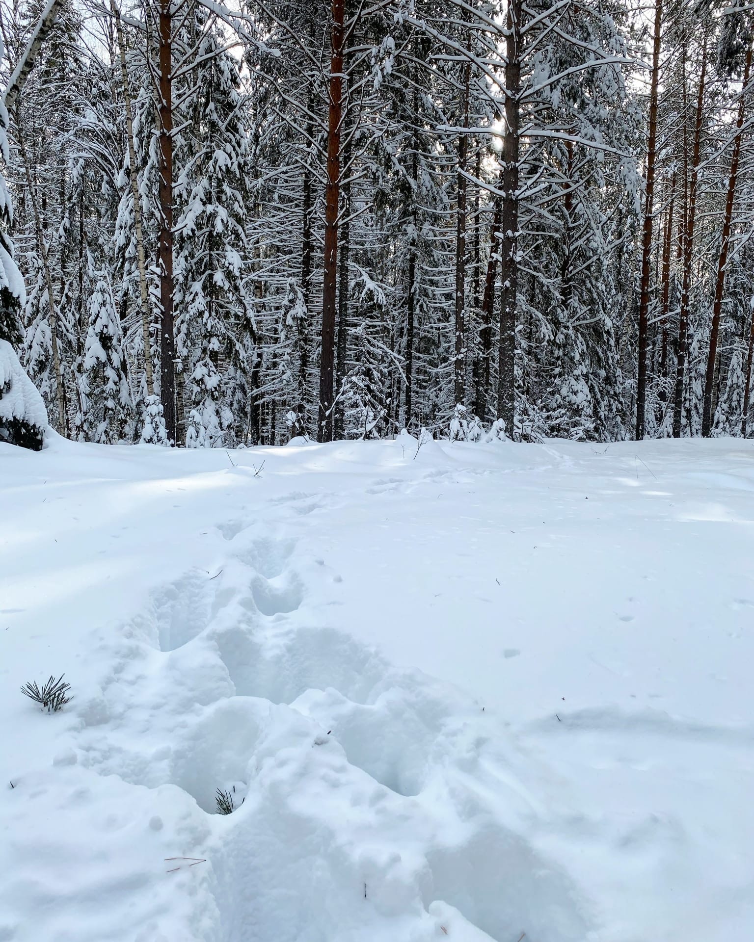 Встреча с лосем Встреча с лосем