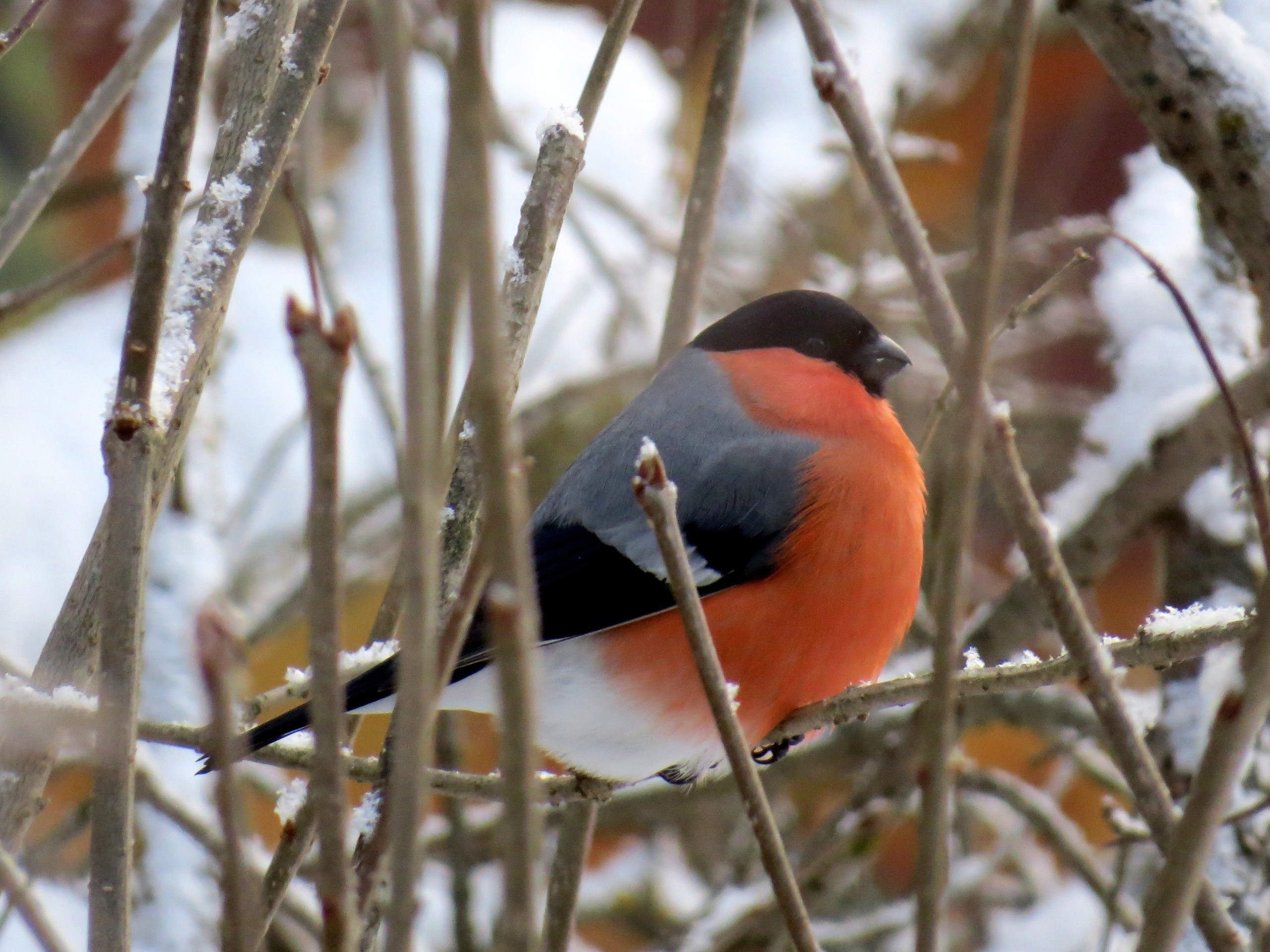 Где увидеть птиц зимой?