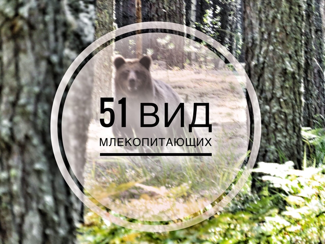 Млекопитающие заповедника