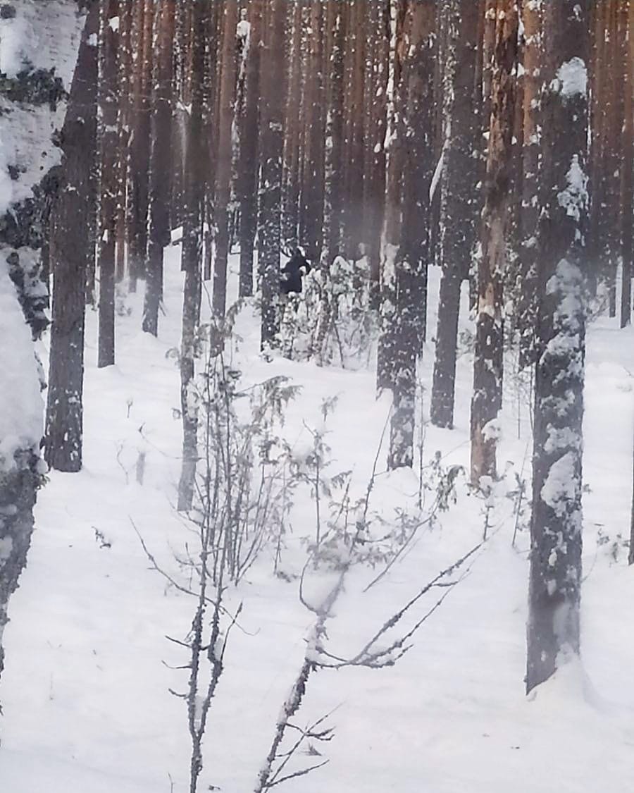 Встреча с лосем