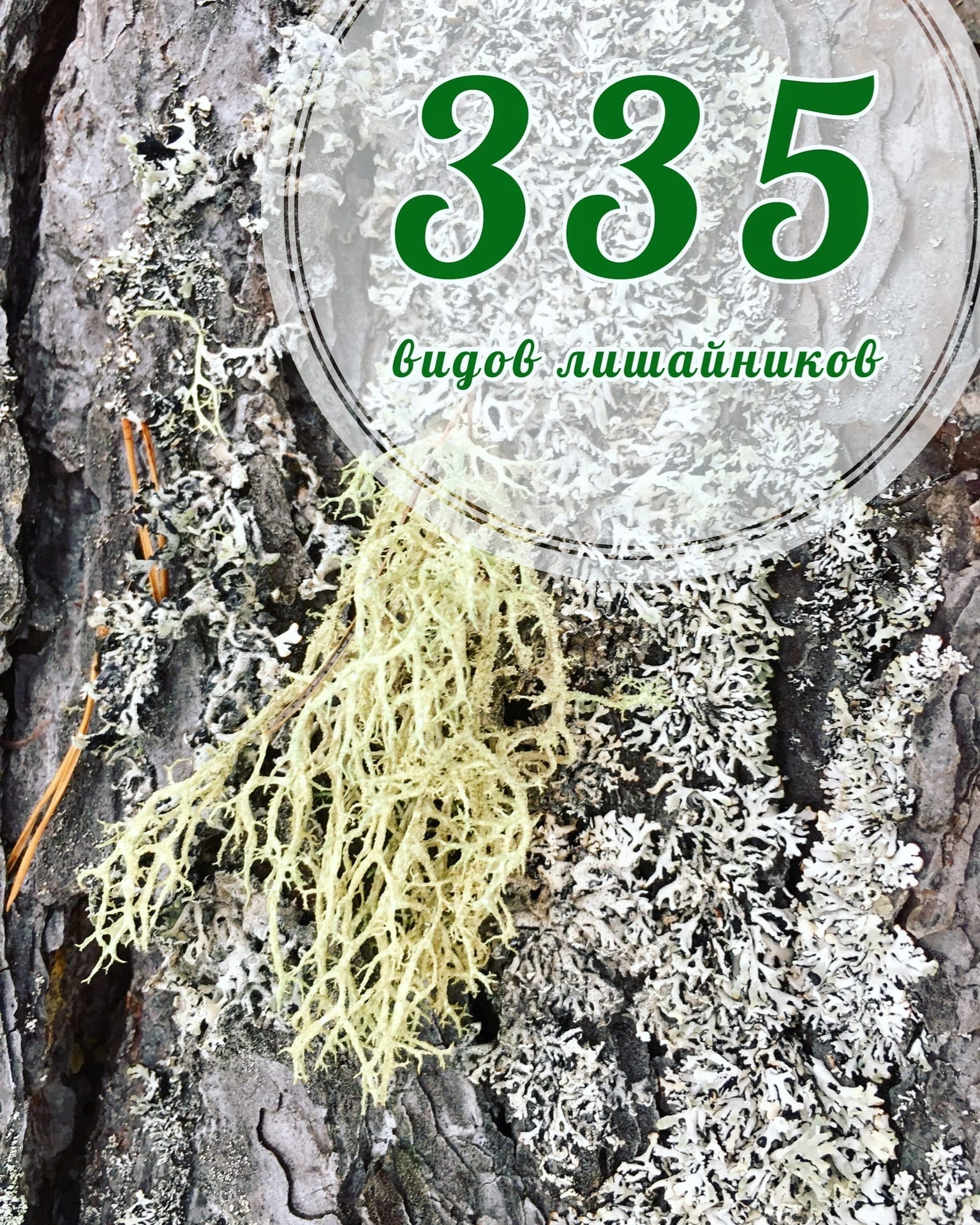 335 видов лишайников