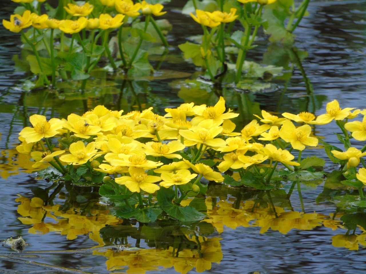 Калужница болотная (Cáltha palústris)
