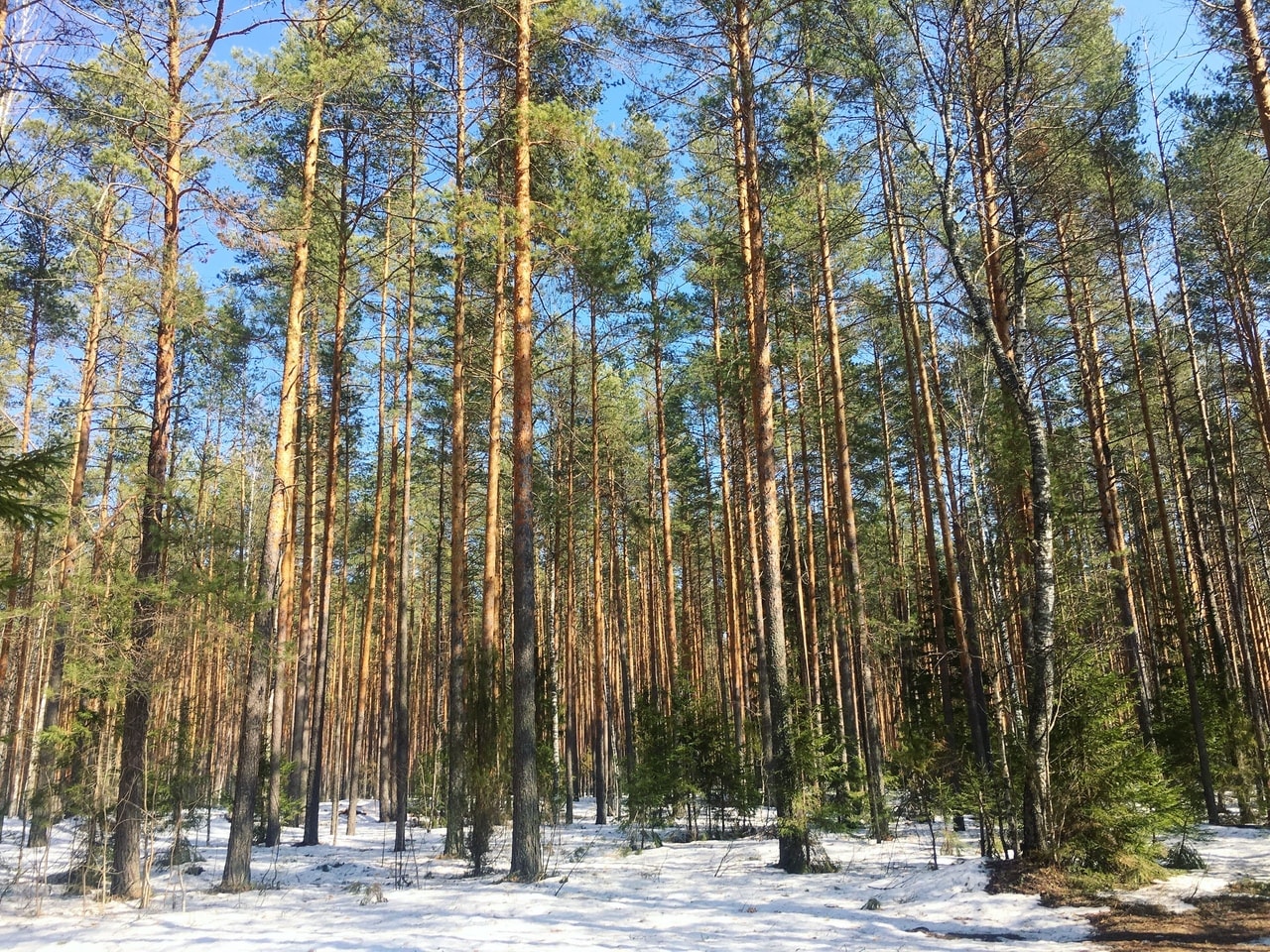 С ДНЁМ ЗАЩИТЫ ЛЕСОВ!