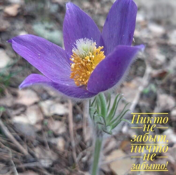 Мы помним, мы гордимся! Бессмертный полк