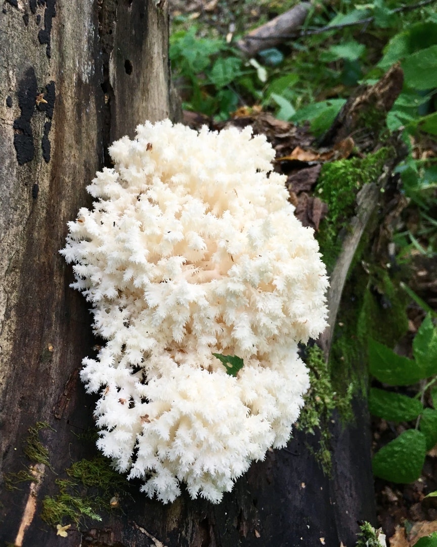 Ежовик коралловидный (Hericium coralloides)