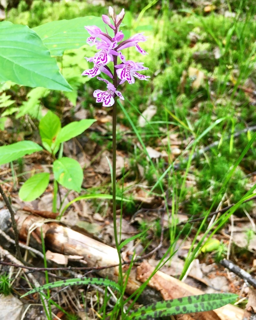 Пальчатокоренник пятнистый (Dactylorhiza maculata)
