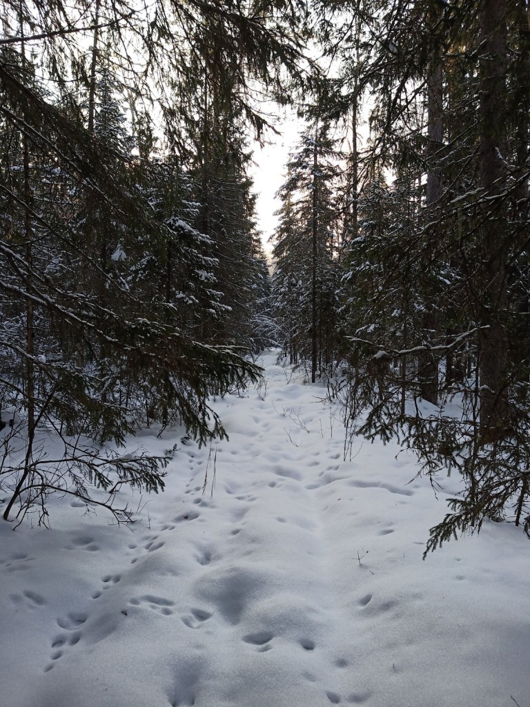 следы зайца.jpg