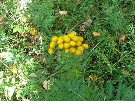 Флора заповедника