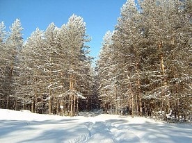 Природа заповедника