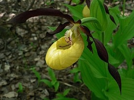 Венерин башмачок