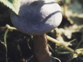 Паутинник