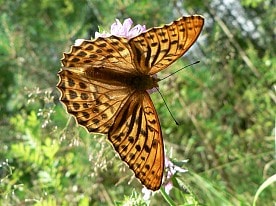 Бабочка "Перламутровка Пафия"