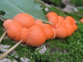 Флора заповедника