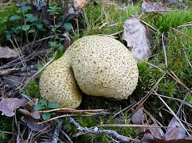 Флора заповедника