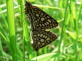 Разнокрылка Морфей