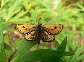 Бабочка "Крепкоголовка пятнистая", самец