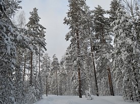 Зимний лес