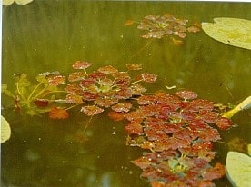 Флора заповедника