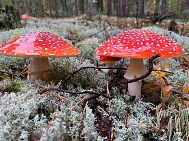 Осенняя пора