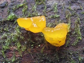 Флора заповедника